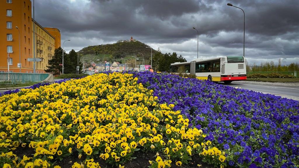 kruh&aacute;č ledvina